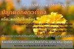 ขอเชิญชวนประชาชนร่วมกันปลูกดอกดาวเรือง